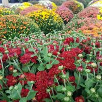 SWN Garden Center ico