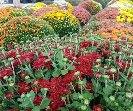 SWN Garden Center