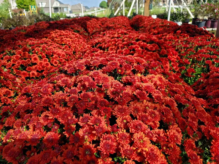 SWN Garden Center Picture 10