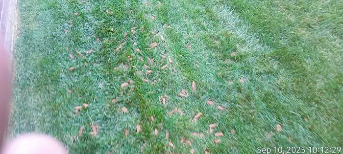 Newburgh Lawn & Landscape Picture 10