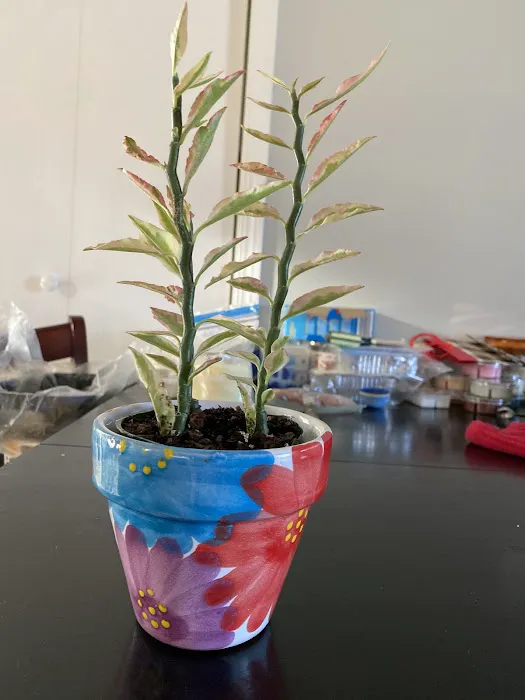 Pleasant Nursery Inc Picture 8