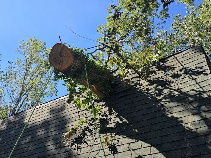 Juan's Tree Removal LLC Picture 7