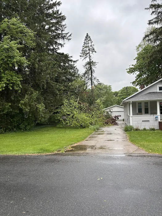 Juan's Tree Removal LLC Picture 6