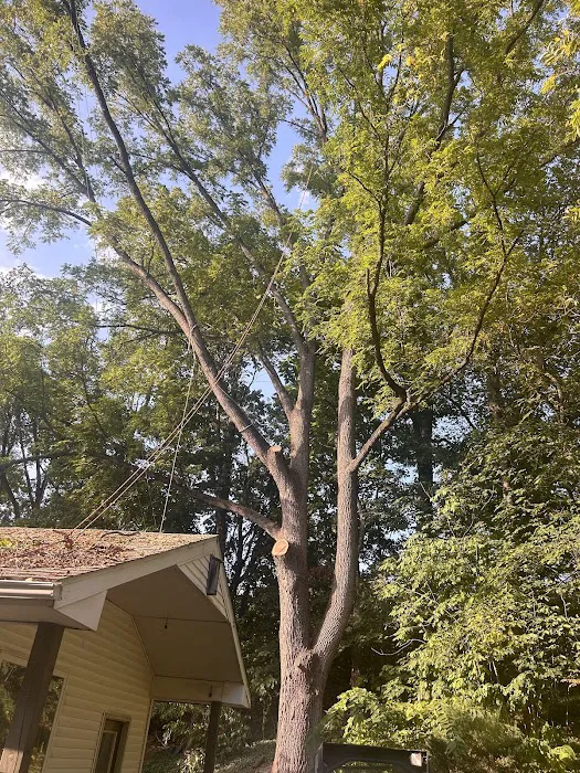 Juan's Tree Removal LLC Picture 5