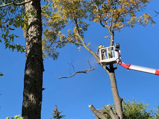 Juan's Tree Removal LLC Picture 4