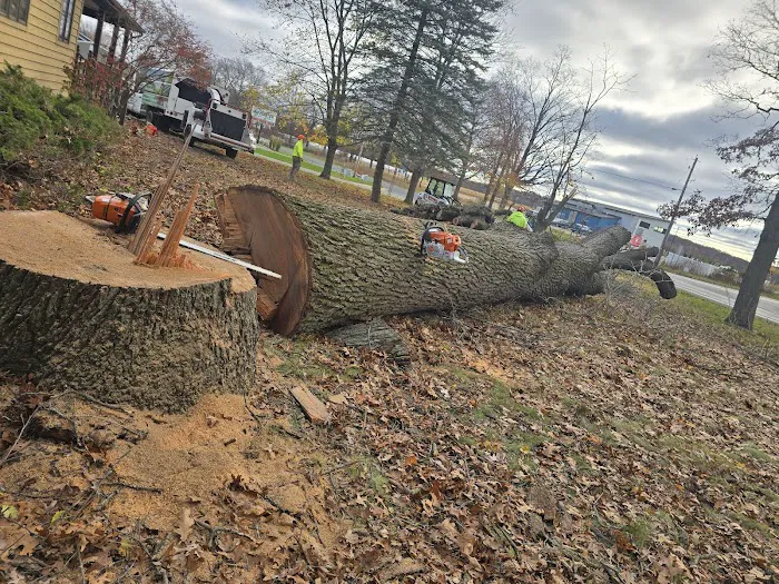 Juan's Tree Removal LLC Picture 9