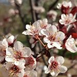 Mulder's Nursery - Martin