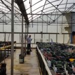 Showcase Gardens & Landscaping