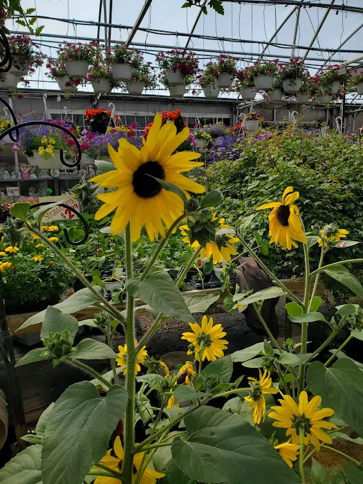 Showcase Gardens & Landscaping Picture 6