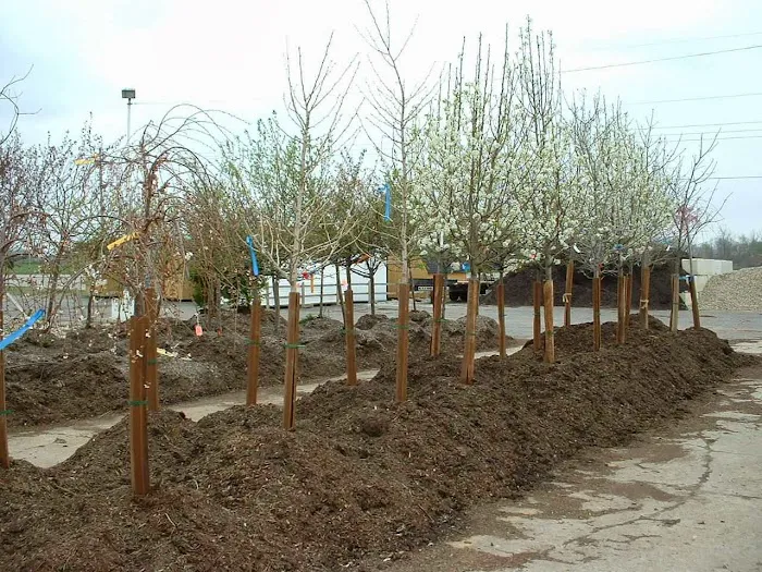 Ross Lawns & Landscaping Picture 10