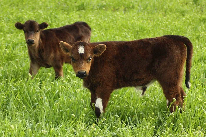 Fresh Aire Farms Picture 2