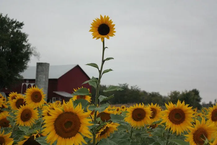 Fresh Aire Farms Picture 3