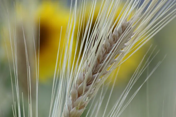 Fresh Aire Farms Picture 4
