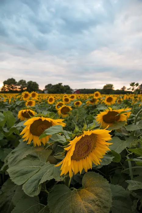 Fresh Aire Farms Picture 7