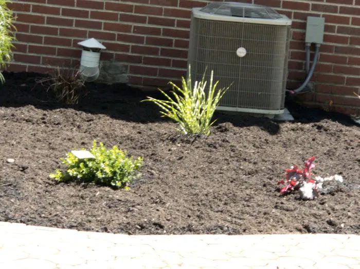Buckeye Pro Turf Picture 6