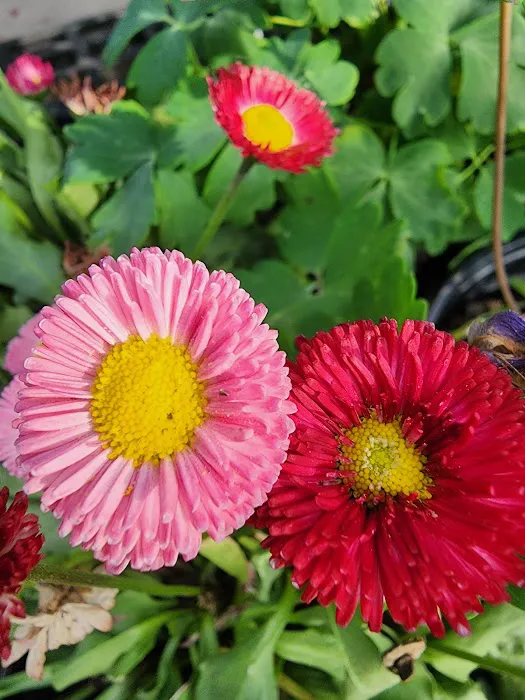 Walmart Patio & Garden Services Picture 1