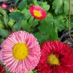 Walmart Patio & Garden Services