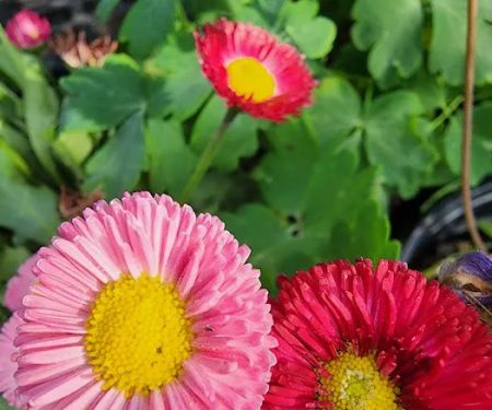 Walmart Patio & Garden Services