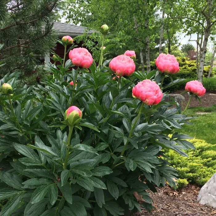 Beining Nursery & Landscaping Picture 6