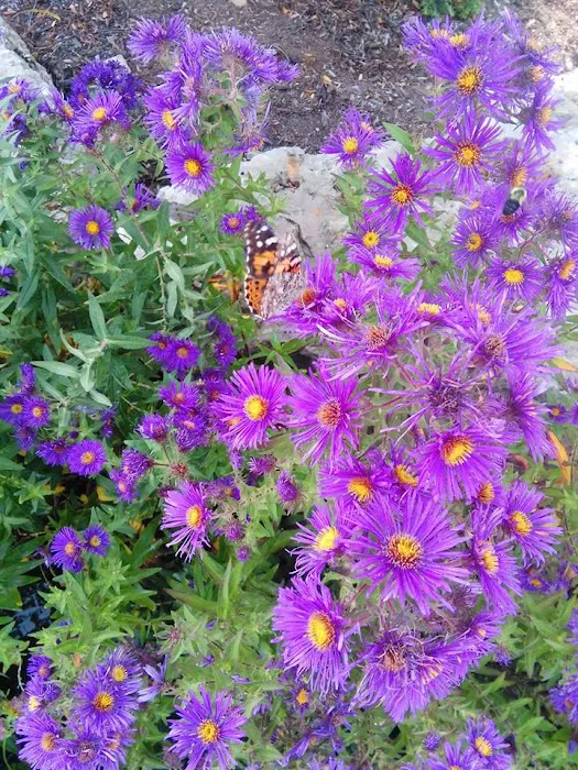 Beining Nursery & Landscaping Picture 7