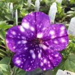 Landscapes By Childs Play