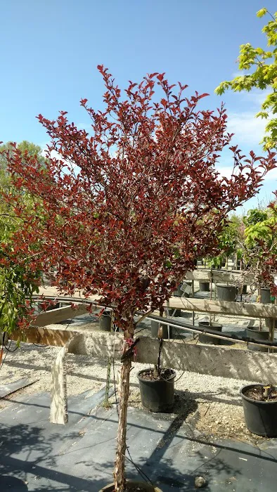 Chalupsky Nursery Picture 6