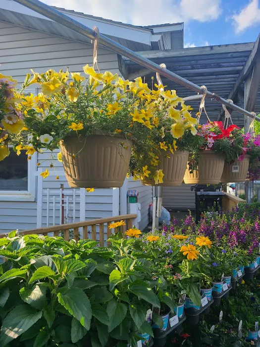 K & K Gardens Picture 3