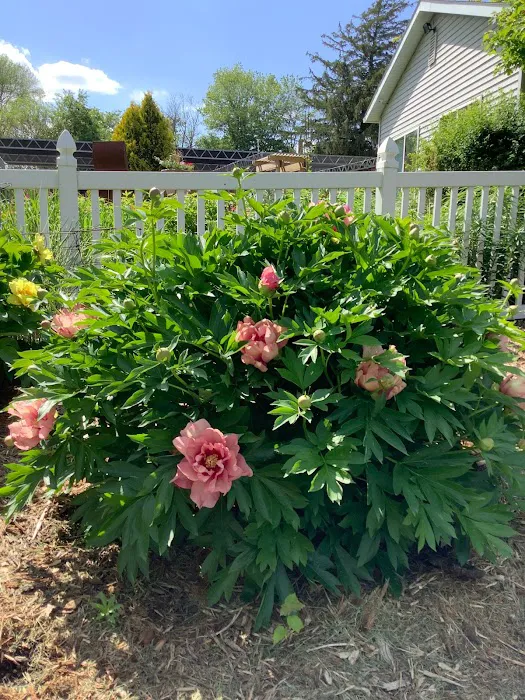 K & K Gardens Picture 6