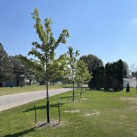 Maifeld Landscaping LLC ico