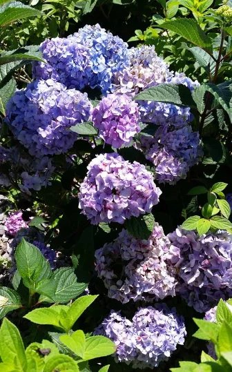 Prestige Landscaping LLC & Garden Center Picture 8