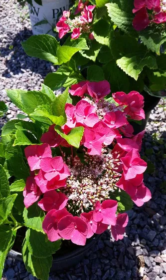 Prestige Landscaping LLC & Garden Center Picture 4