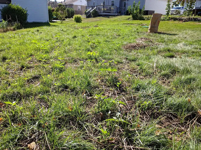 Yard Effects Landscaping, L.L.C. Picture 6
