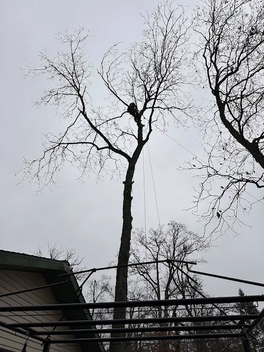 Cutting Edge Tree Service Picture 9