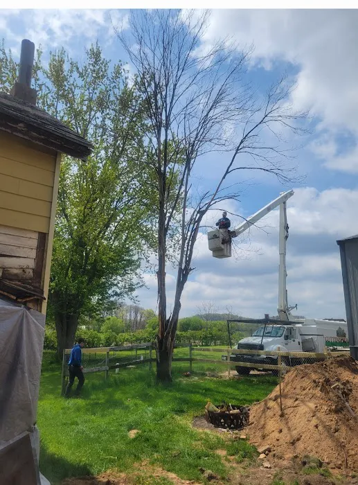 Cutting Edge Tree Service Picture 1