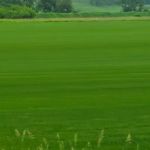 Tom Niebeling Landscaping LLC