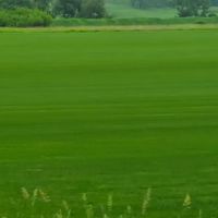 Tom Niebeling Landscaping LLC ico