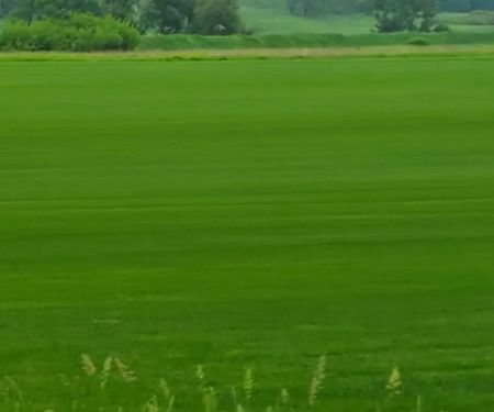 Tom Niebeling Landscaping LLC
