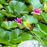 Christen Farm Nursery