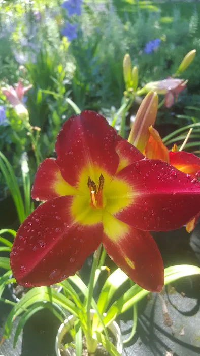 Christen Farm Nursery Picture 9