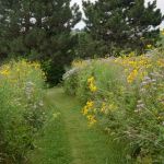 Judy Nauseef Landscape Design