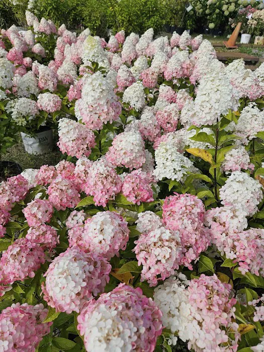 McKay Garden Center - Oshkosh Picture 9