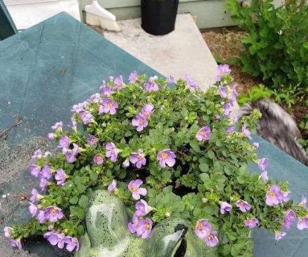 Rathjen Garden Outlet