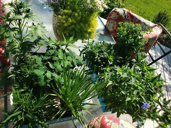 Rathjen Garden Outlet Picture 4