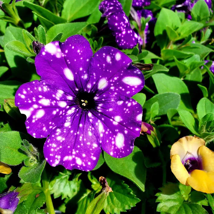 Rathjen Garden Outlet Picture 5