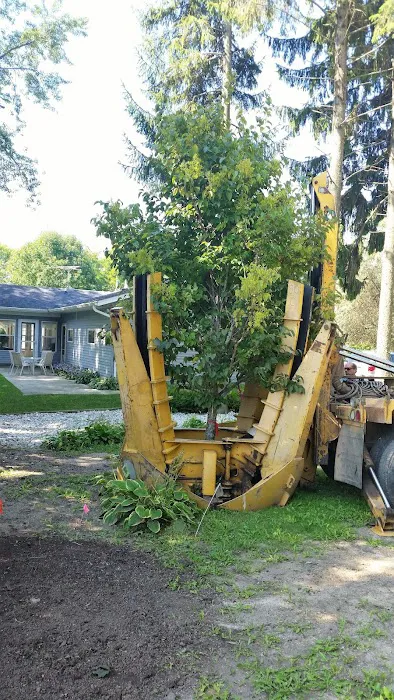 A&M Trees LLC Picture 2