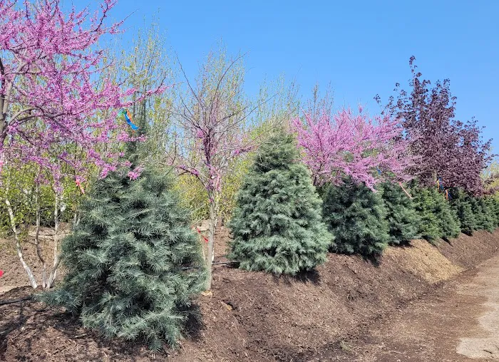 A&M Trees LLC Picture 5