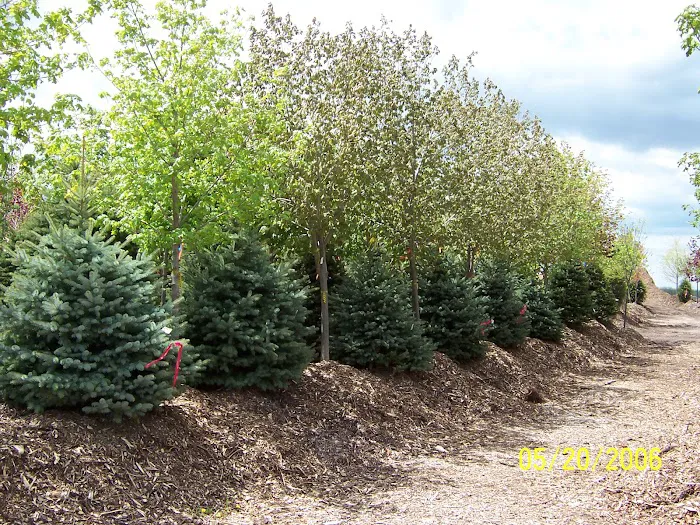 A&M Trees LLC Picture 1