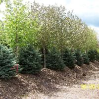 A&M Trees LLC ico