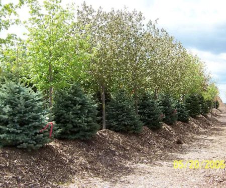 A&M Trees LLC