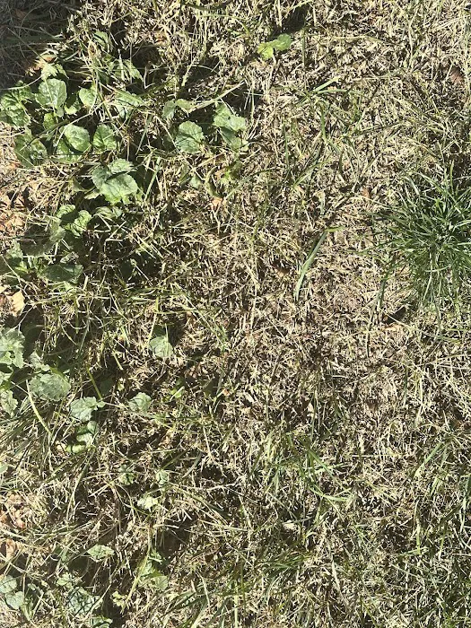 Naturescape Lawn and Landscape Care Picture 1